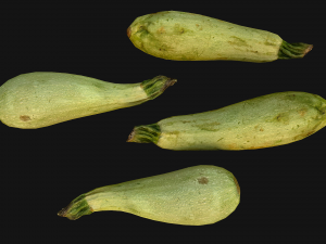Marrow Model 3D
