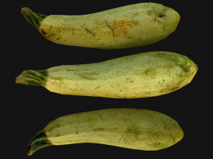 Marrow Model 3D