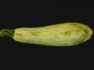 Marrow Model 3D