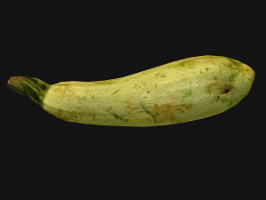 Marrow Model 3D
