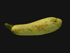 Marrow Model 3D