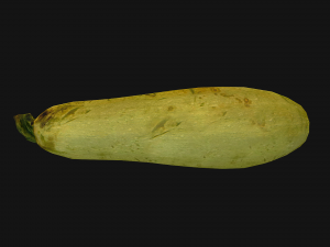 Marrow Model 3D