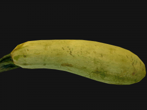 Marrow Model 3D