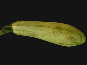 Marrow Model 3D