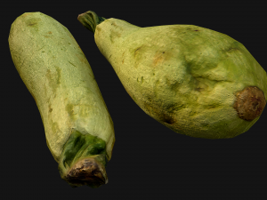 Marrow Model 3D