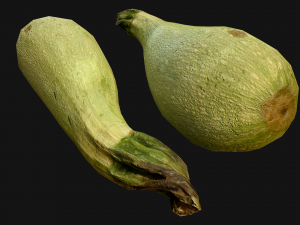 Marrow Model 3D