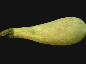 Marrow Model 3D