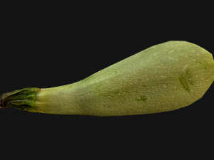 Marrow Model 3D