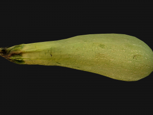 Marrow Model 3D