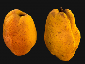 Pear 3D Model