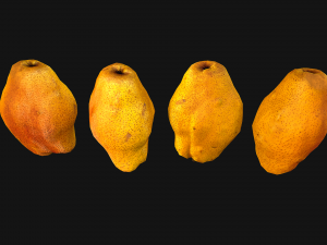 Pear 3D Model