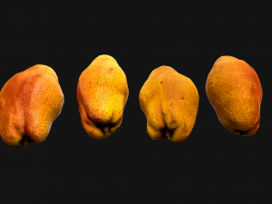 Pear 3D Model