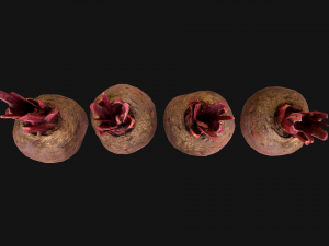 BeetRoot Modelo 3D