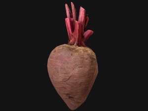 BeetRoot Modelo 3D