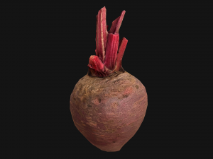 BeetRoot Modelo 3D