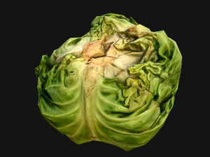 Cabbage 3D Model