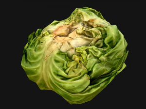 Cabbage 3D Model