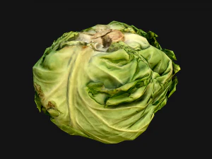 Cabbage 3D Model