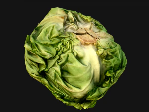 Cabbage 3D Model