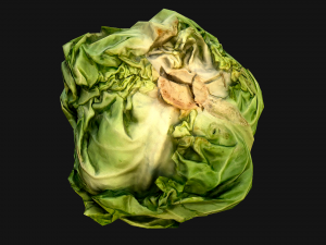 Cabbage Modelo 3D