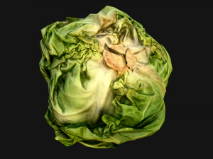 Cabbage 3D Model