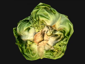 Cabbage 3D Model