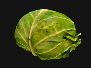Cabbage 3D Model