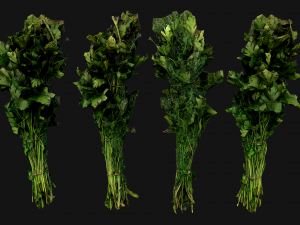 Dill Parsley Onion Green 3D Model