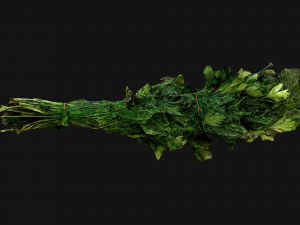 Dill Parsley Onion Green 3D Model