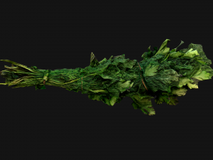 Dill Parsley Onion Green 3D Model
