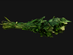 Dill Parsley Onion Green 3D Model