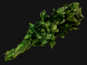Dill Parsley Onion Green 3D Model