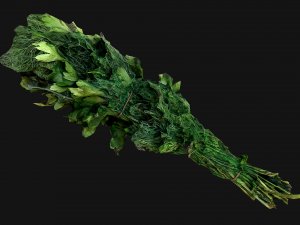 Dill Parsley Onion Green 3D Model