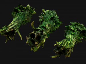 Dill Parsley Onion Green 3D Model