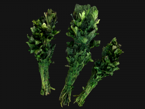Dill Parsley Onion Green 3D Model