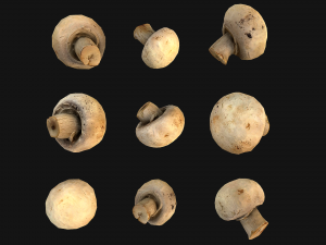 Champignon Mushrooms 3D Modell