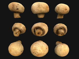 Champignon Mushrooms 3D Modell