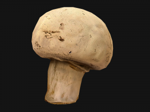 Champignon Mushrooms 3D Modell