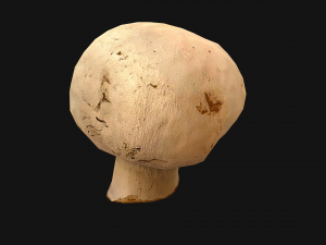 Champignon Mushrooms 3D Modell