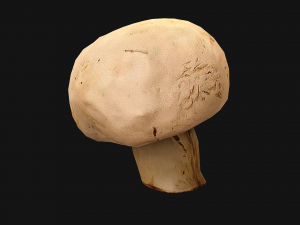 Champignon Mushrooms 3D Modell