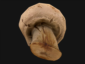 Champignon Mushrooms 3D Modell