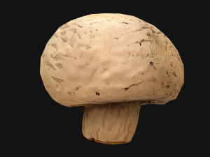 Champignon Mushrooms 3D Modell