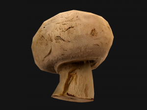 Champignon Mushrooms 3D Modell