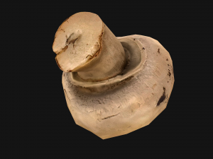 Champignon Mushrooms 3D Modell