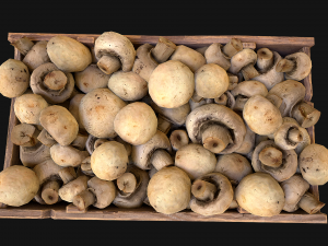 Mushrooms Crate Stand Box 3D 模型