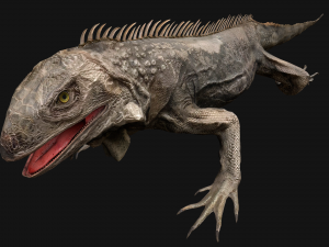 Iguana Reptile 3D Model