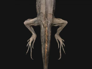 Iguana Reptile 3D Model