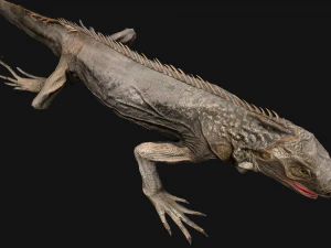 Iguana Reptile 3D Model