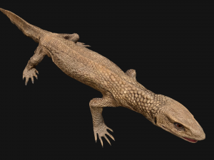 Varan Lizard Reptile Monster 3D Model