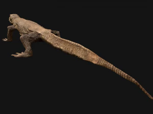 Varan Lizard Reptile Monster 3D Model